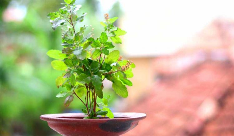 तुलसी का पौधा लगाते समय ध्यान रखने चाहिएं वास्तु नियम