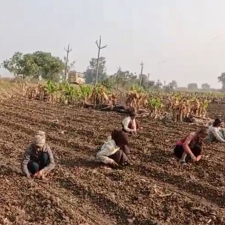 बुरहानपुर में रबी फसल की 50 फीसदी बोवनी हुई:खेतों में नमी नहीं होने से देरी से हुई; न्यूनतम तापमान 19 डिग्री तक पहुंचा