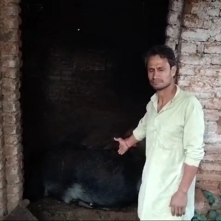 खंडहर मकान में मिले नंदी गौवंश के 2 शव:25 दिनों से भूखा प्यासा रखा था, पशुक्रूरता का मामला दर्ज