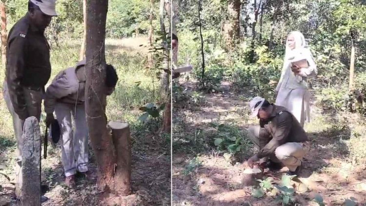 CG News : पुष्पा फिल्म की तर्ज पर चंदन के पेड़ों की चोरी, अधिकारियों के कार्यालय के पीछे नर्सरी से सफेद पेड़ ले गए चोर.