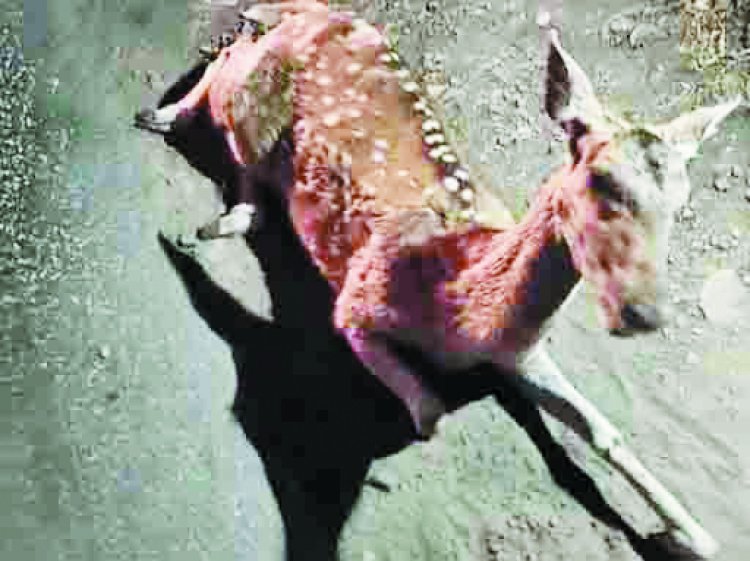 वाहन की ठोकर से चीतल की मौत
